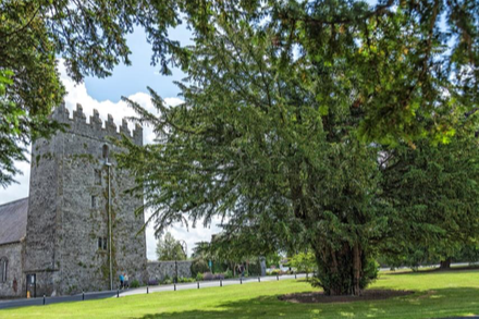 Yew tree at St. Patrick's College, Maynooth